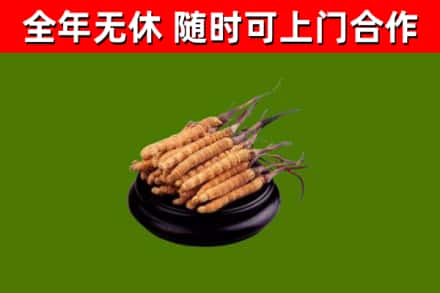 邗江区回收散虫草