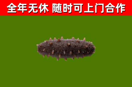 邗江区回收海参干